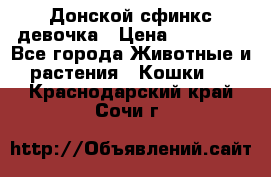 Донской сфинкс девочка › Цена ­ 15 000 - Все города Животные и растения » Кошки   . Краснодарский край,Сочи г.